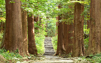 Main approach and cedar trees